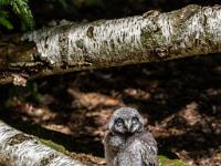 Sperbereule Jungvogel